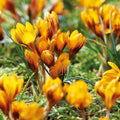 Løglasagne 'Orange Flame'