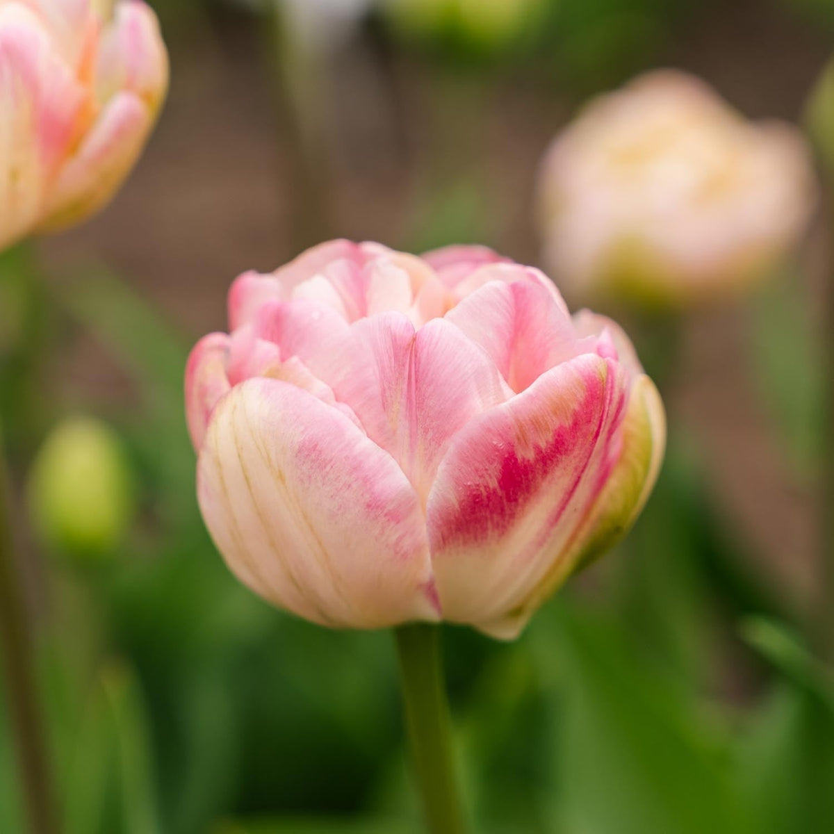Løglasagne 'Peony Blush'