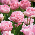 Løglasagne 'Peony Blush'