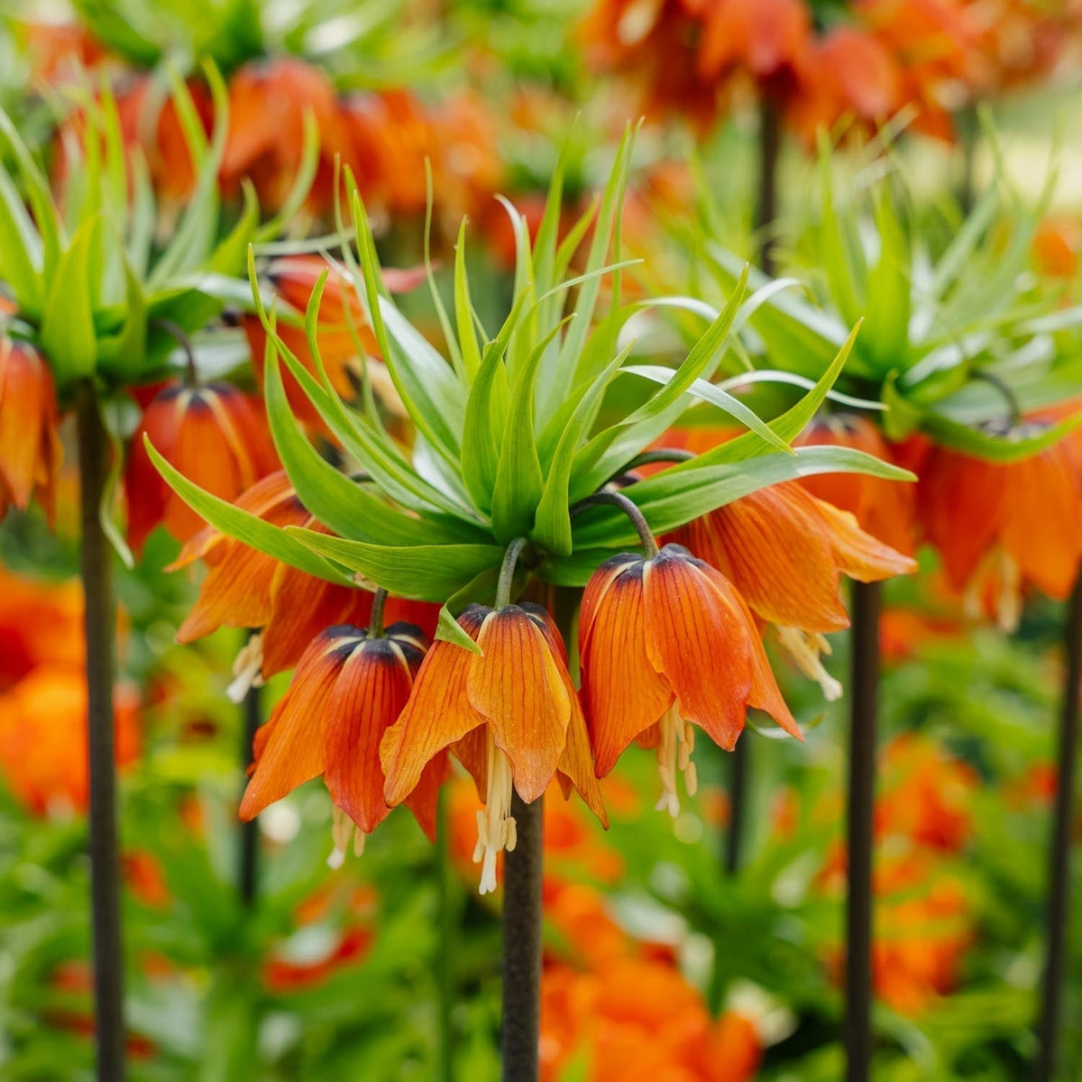 Løglasagne 'Petticoat'