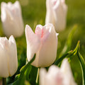 Løglasagne 'Petticoat'