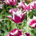 Løglasagne 'Plum Silk'