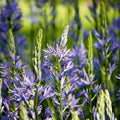 Løglasagne 'Prairie Starlight'