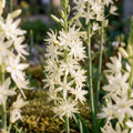 Løglasagne 'Prairie Whisper'