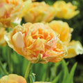 Løglasagne 'Prairie Whisper'
