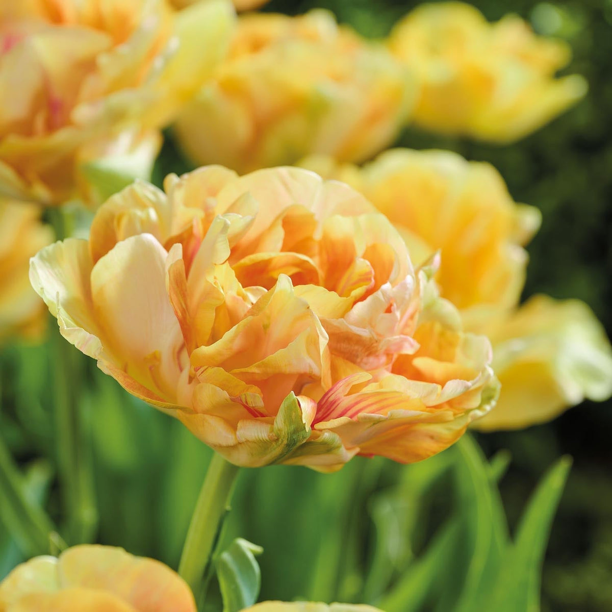 Løglasagne 'Prairie Whisper'