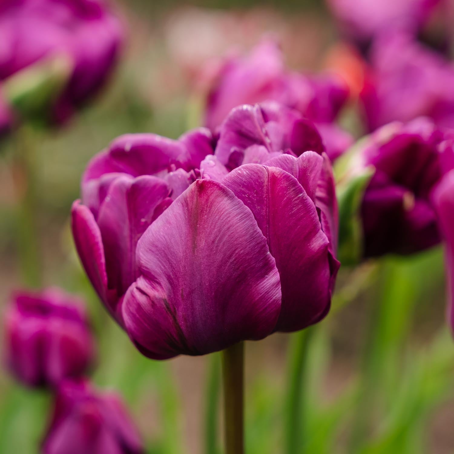 Løglasagne 'Purple Dreams'