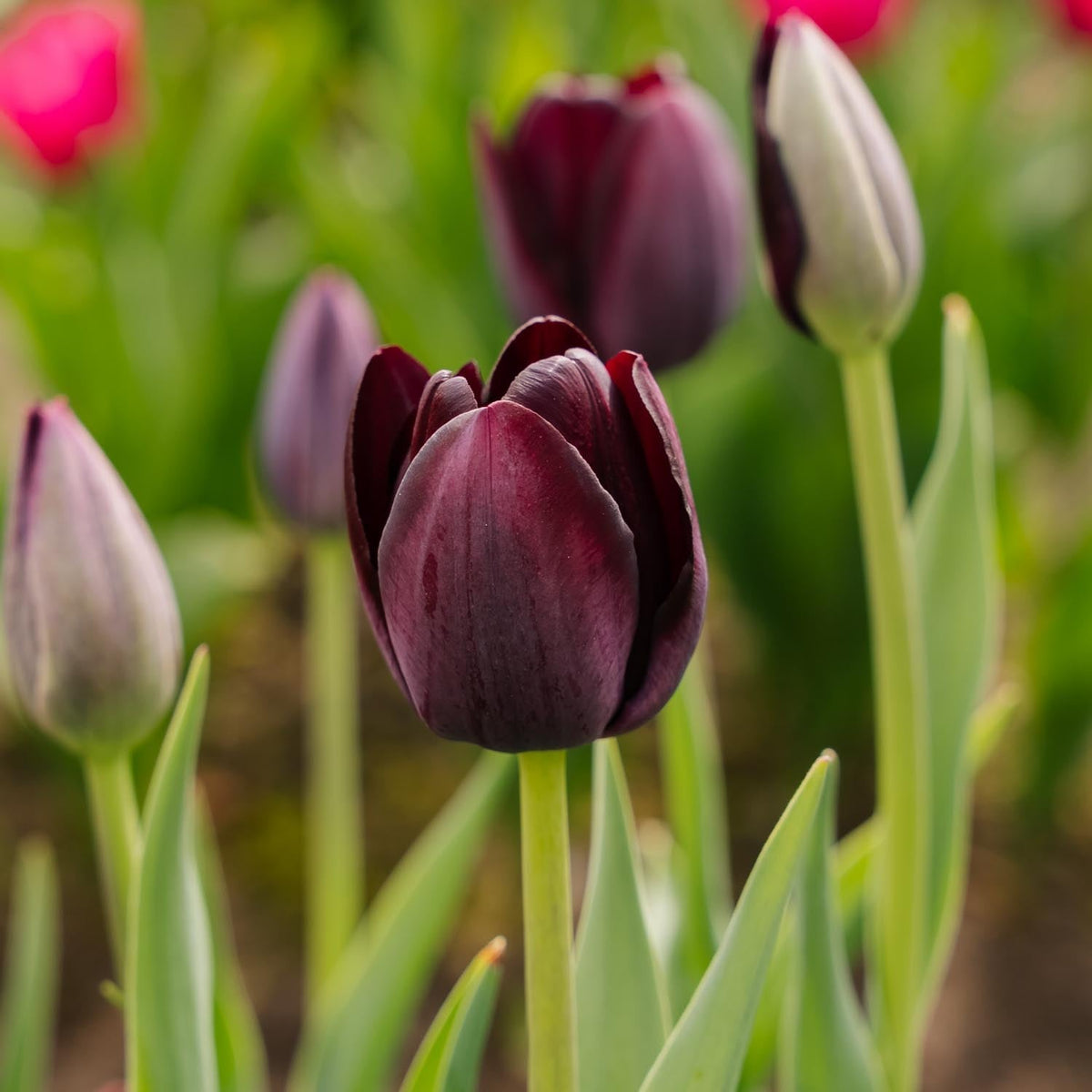 Løglasagne 'Purple Sensation'