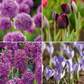 Løglasagne 'Purple Sensation'
