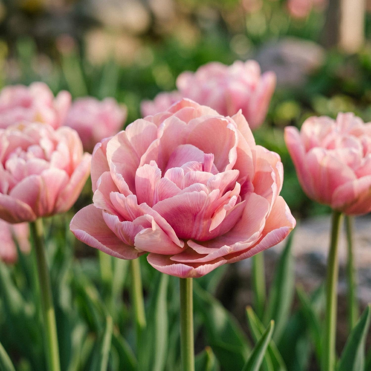 Løglasagne 'Rose Quartz'