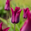Løglasagne 'Royal Heather'