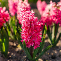 Løglasagne 'Ruby Red'