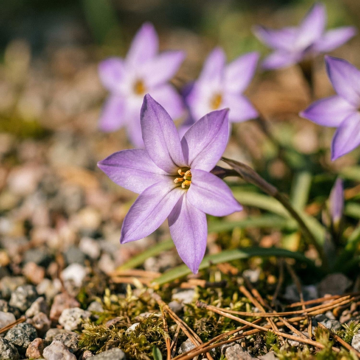 Løglasagne 'Salmon Sunset'
