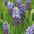 Løglasagne 'Sky Parade'