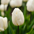 Løglasagne 'Snowdrop Lane'
