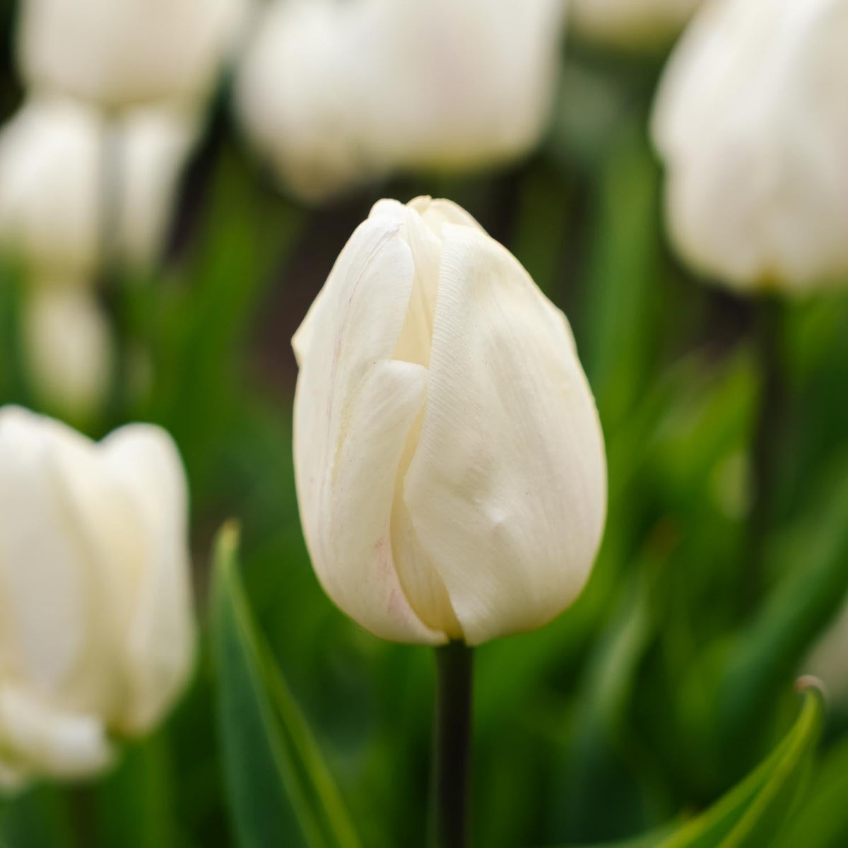 Løglasagne 'Snowdrop Lane'
