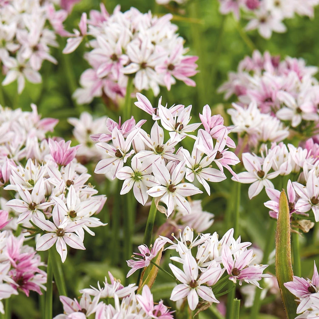 Løglasagne 'Snowy Breeze'