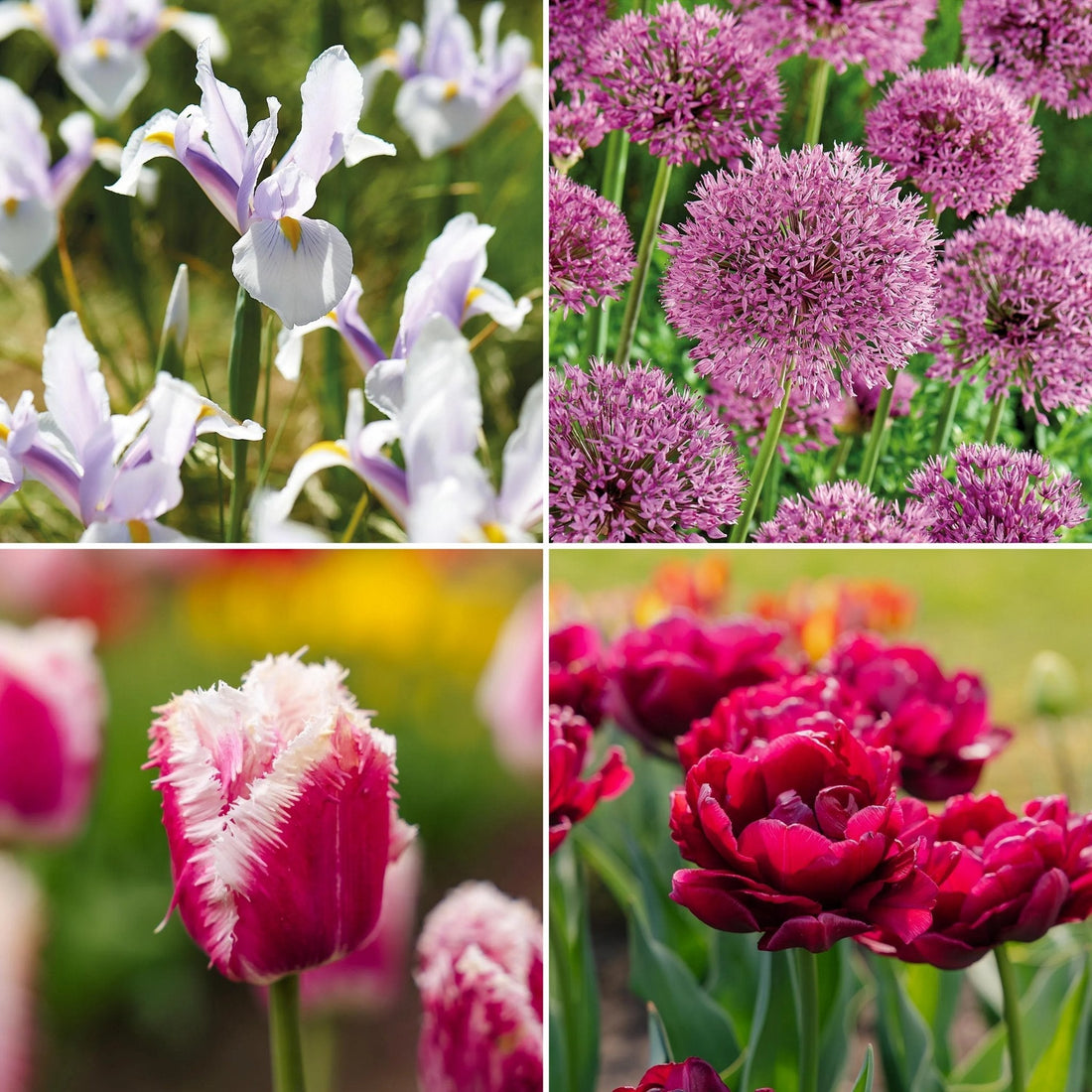 Løglasagne 'Spring Sorbet'
