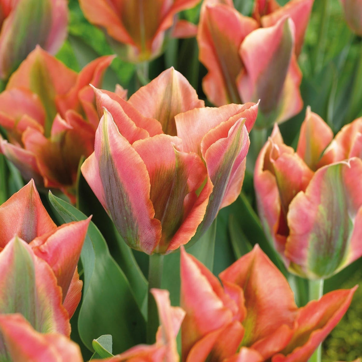 Løglasagne 'Starry Canopy'