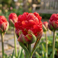 Løglasagne 'Strawberry Ice'