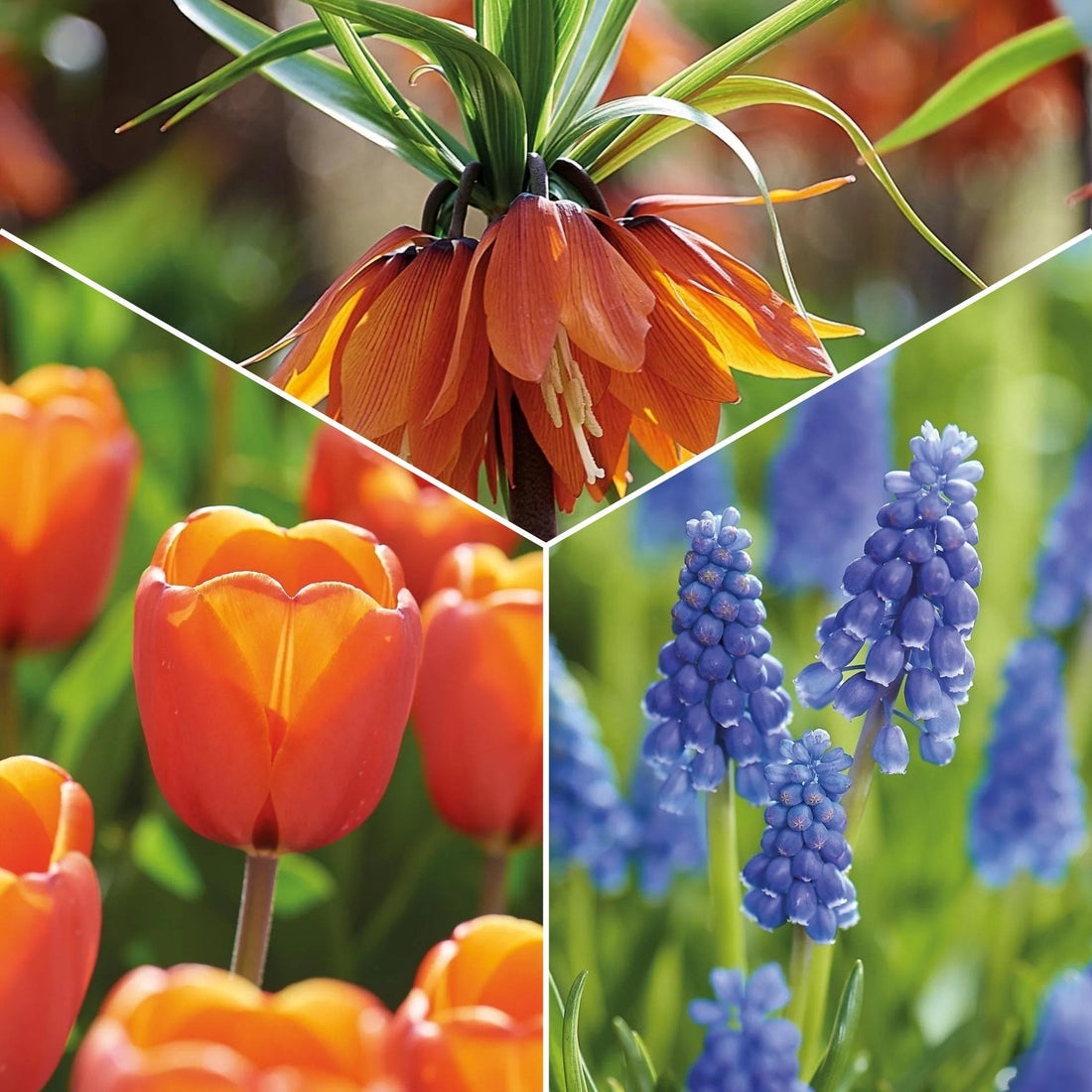 Løglasagne 'Teal and orange'