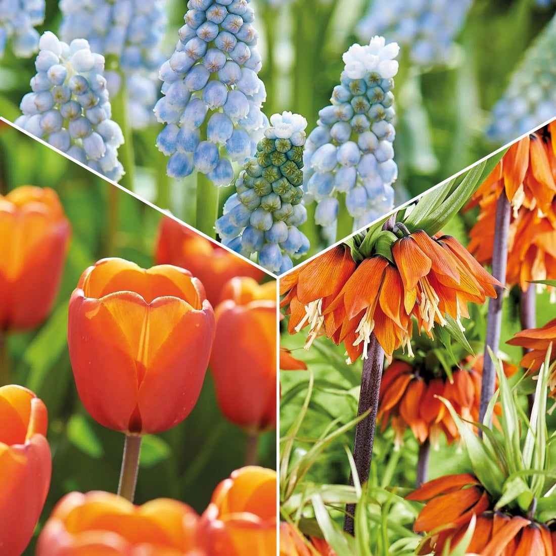 Løglasagne 'Teal and orange'