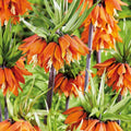 Løglasagne 'Teal and orange'
