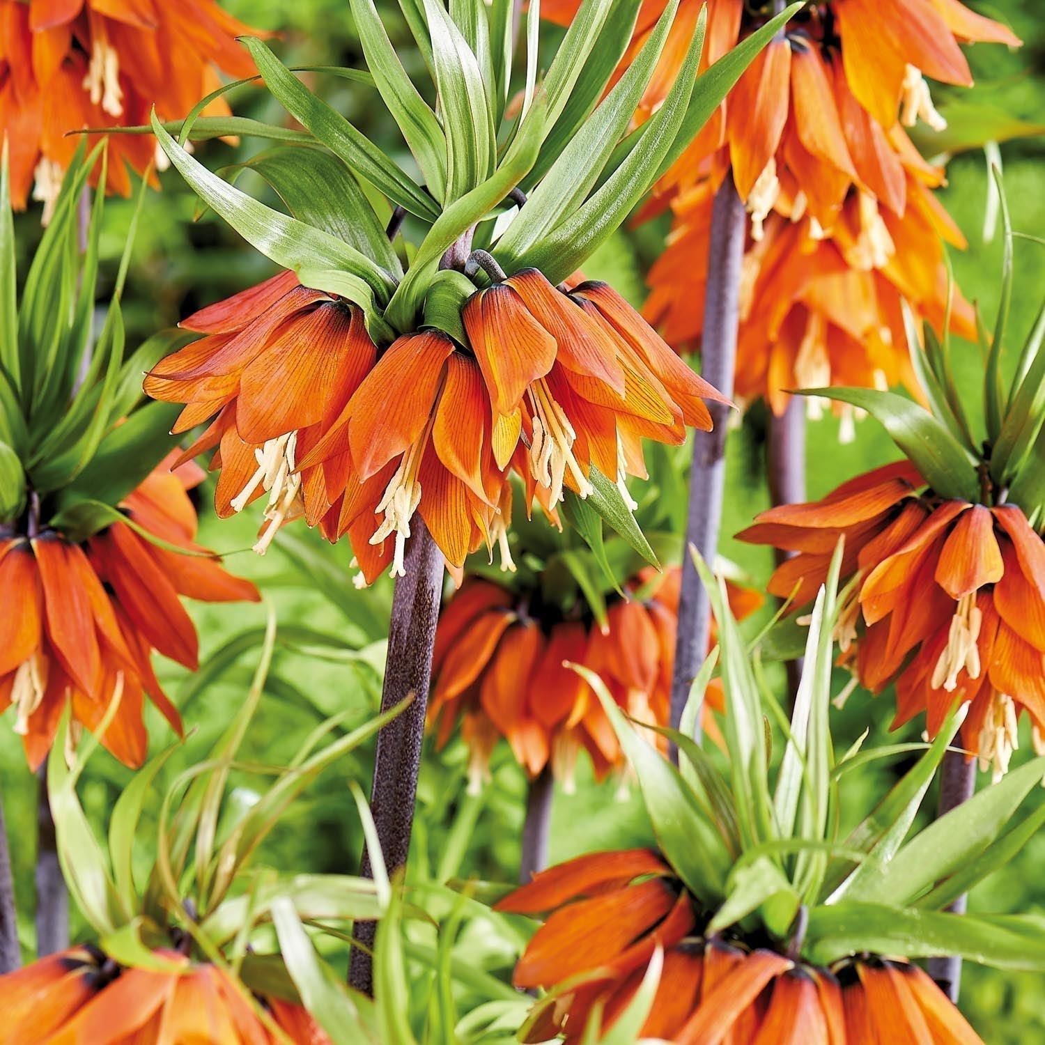 Løglasagne 'Teal and orange'