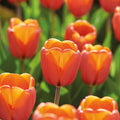 Løglasagne 'Teal and orange'
