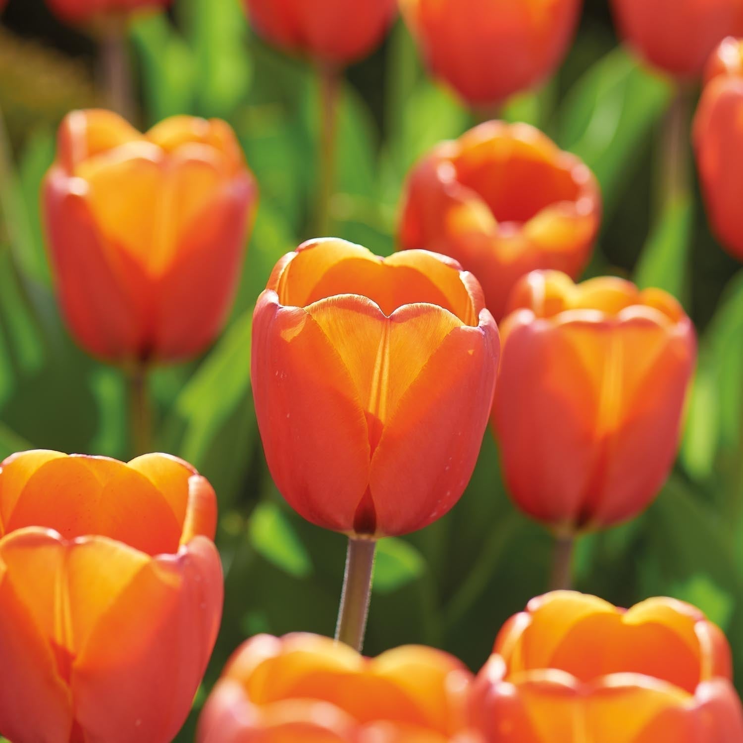 Løglasagne 'Teal and orange'