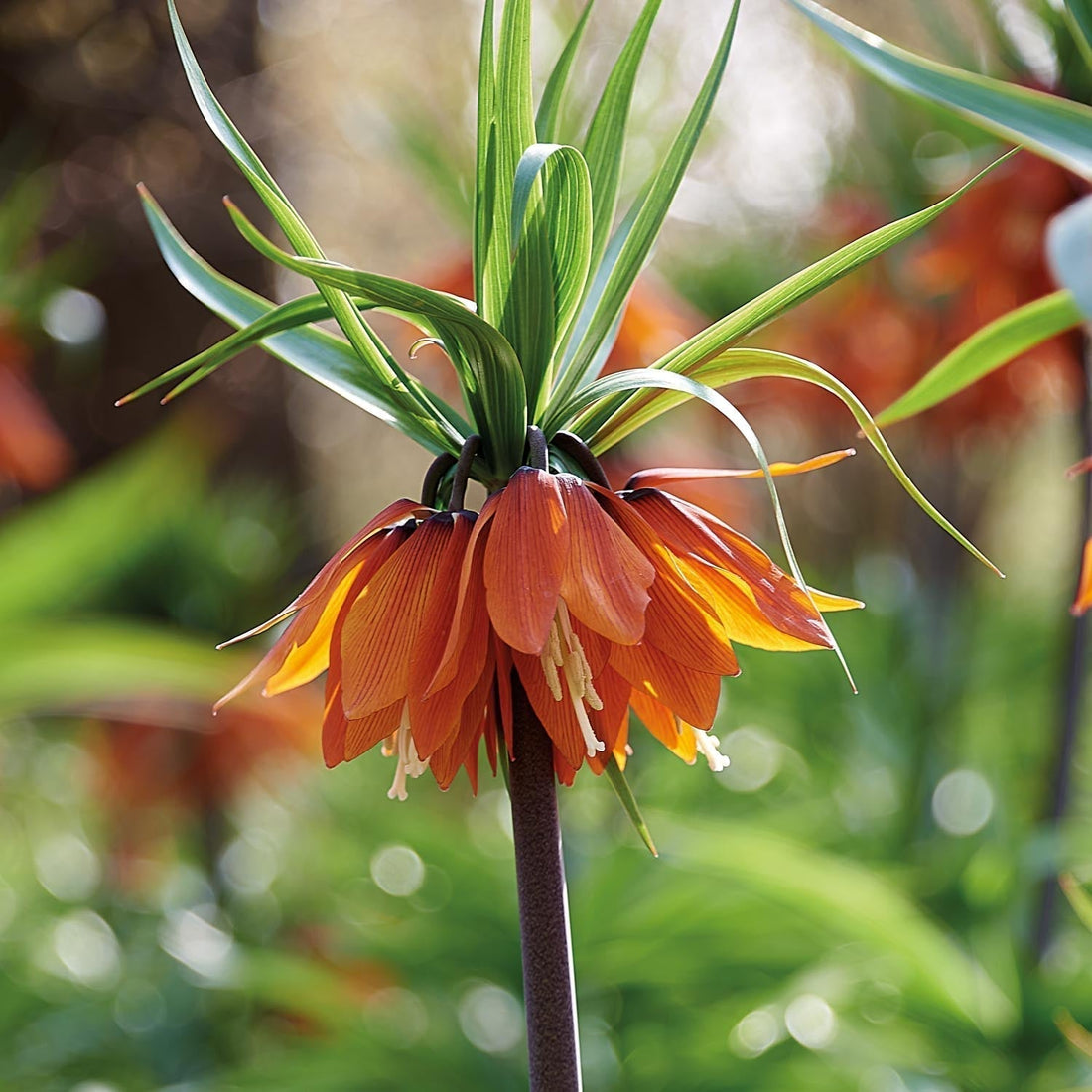 Løglasagne 'Teal and orange'