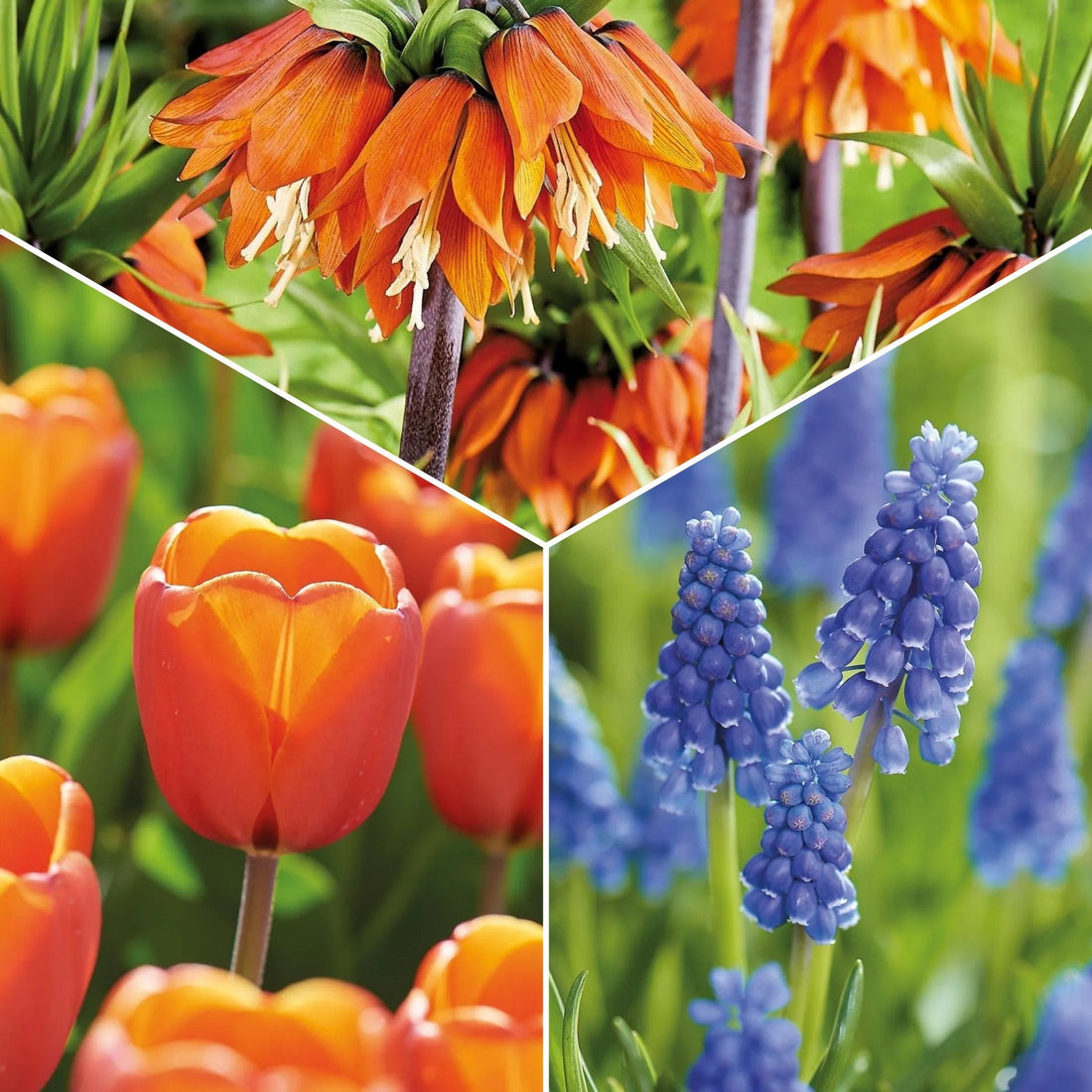 Løglasagne 'Teal and orange'