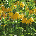 Løglasagne 'Teal and orange'