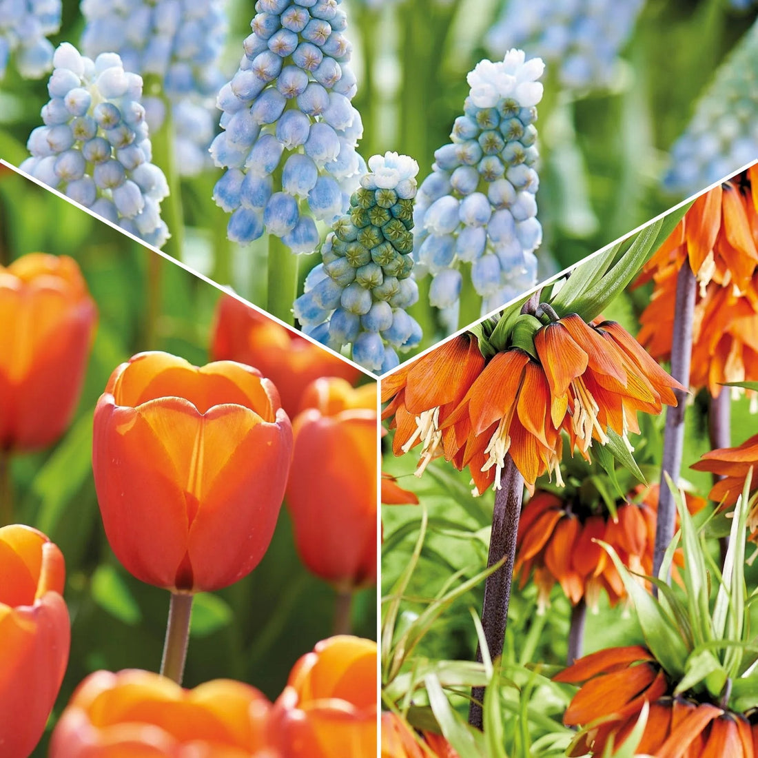Løglasagne 'Teal and orange'
