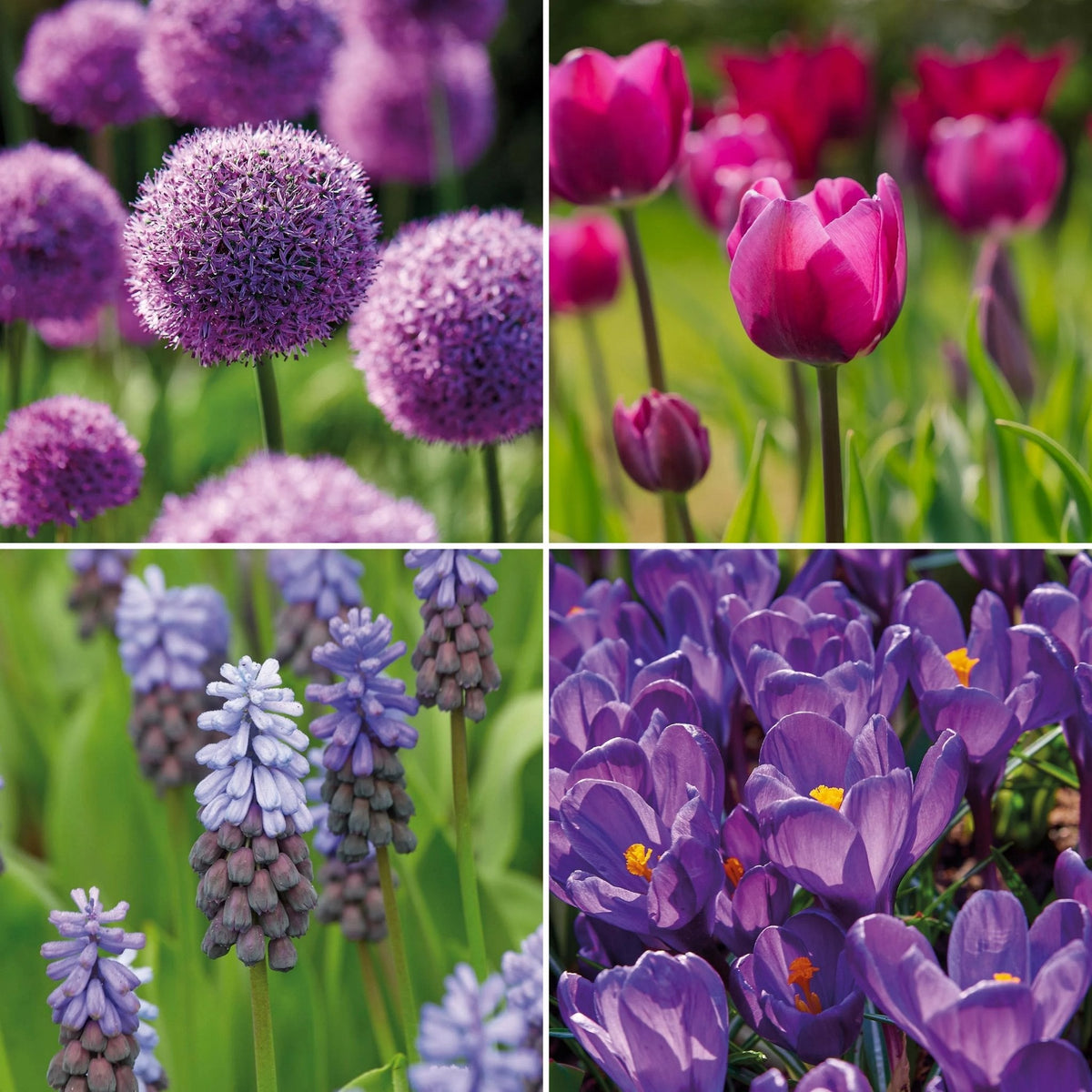 Løglasagne 'Violet Dusk'