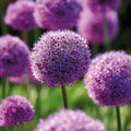 Løglasagne 'Violet Dusk'