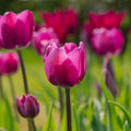 Løglasagne 'Violet Dusk'
