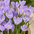 Løglasagne 'Violet Gold'