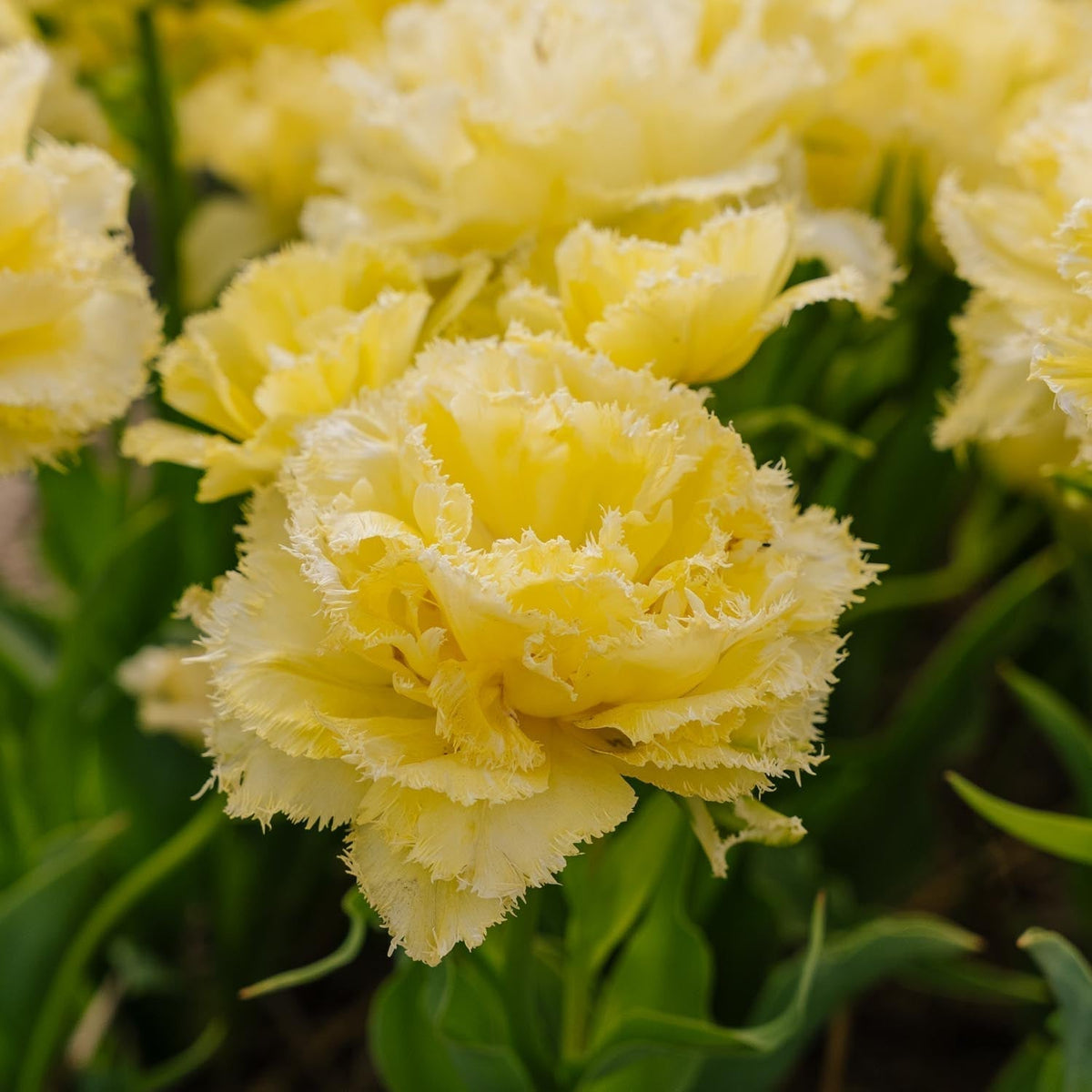Løglasagne 'Violet Gold'