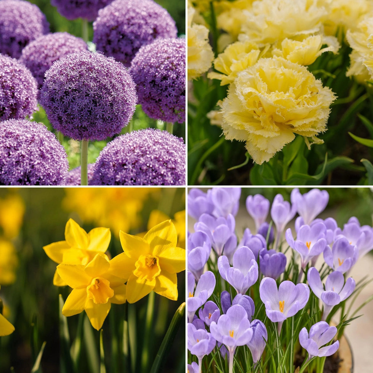 Løglasagne 'Violet Gold'
