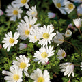 Løglasagne 'Violet Orbit'