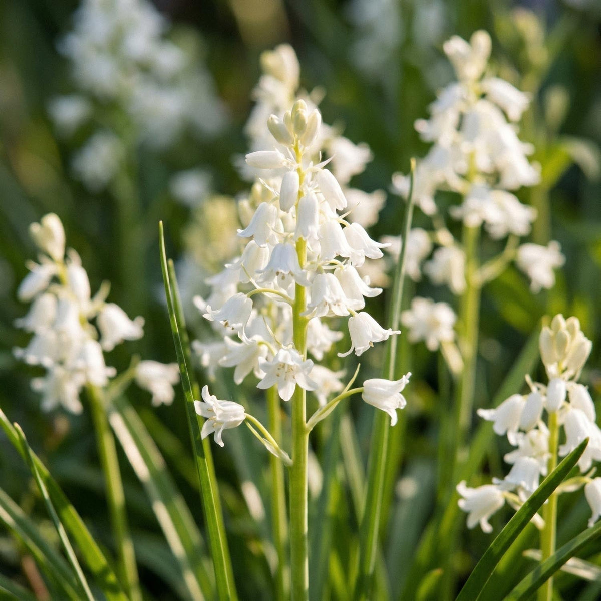 Løglasagne 'White Cloud'