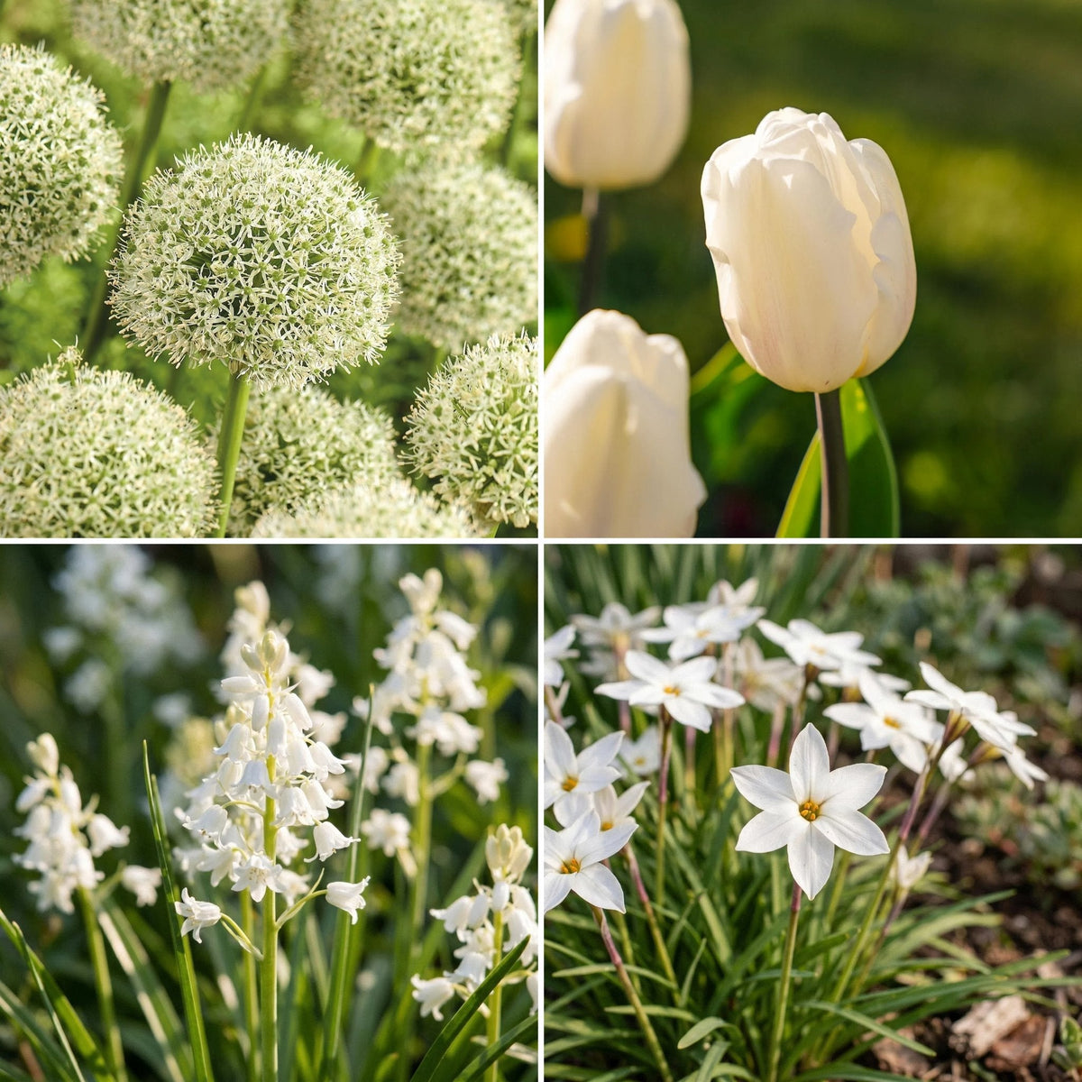Løglasagne 'White Cloud'