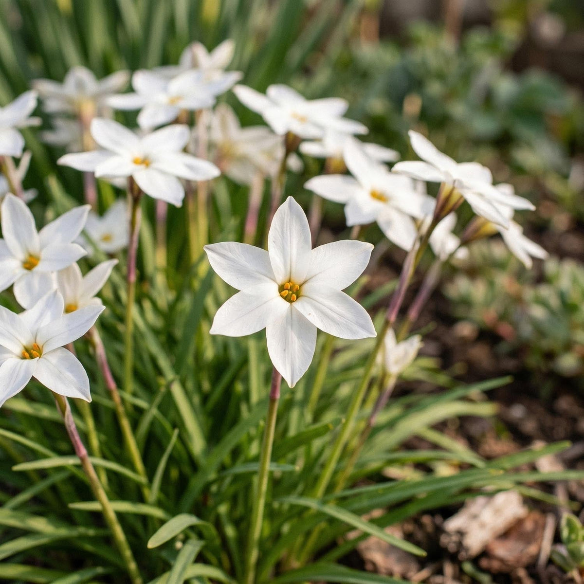 Løglasagne 'White Cloud'