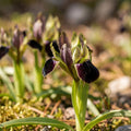 Løglasagne 'Wild Ember'