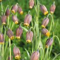 Løglasagne 'Wild Ember'