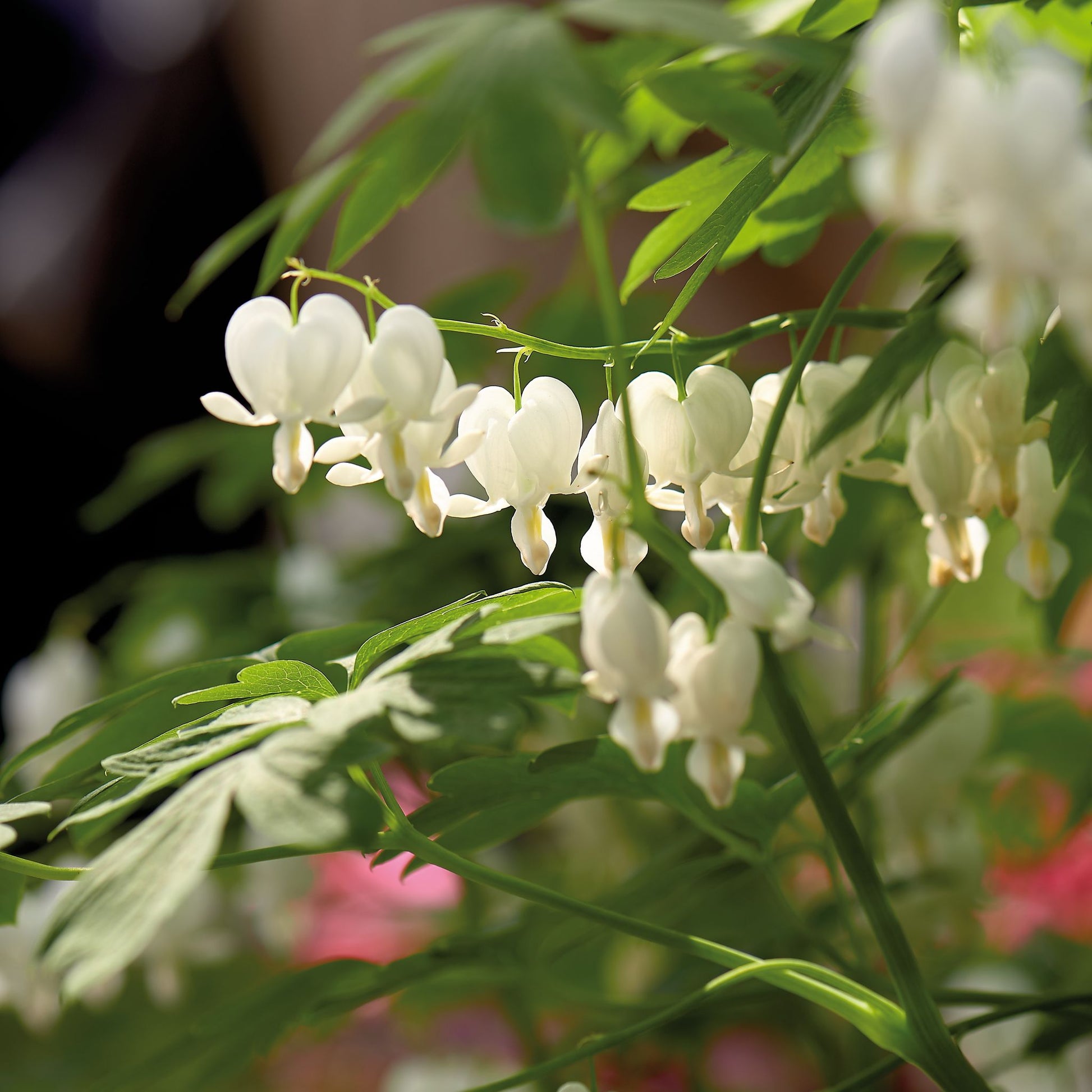 Løjtnantshjerter, Dicentra 'Alba'