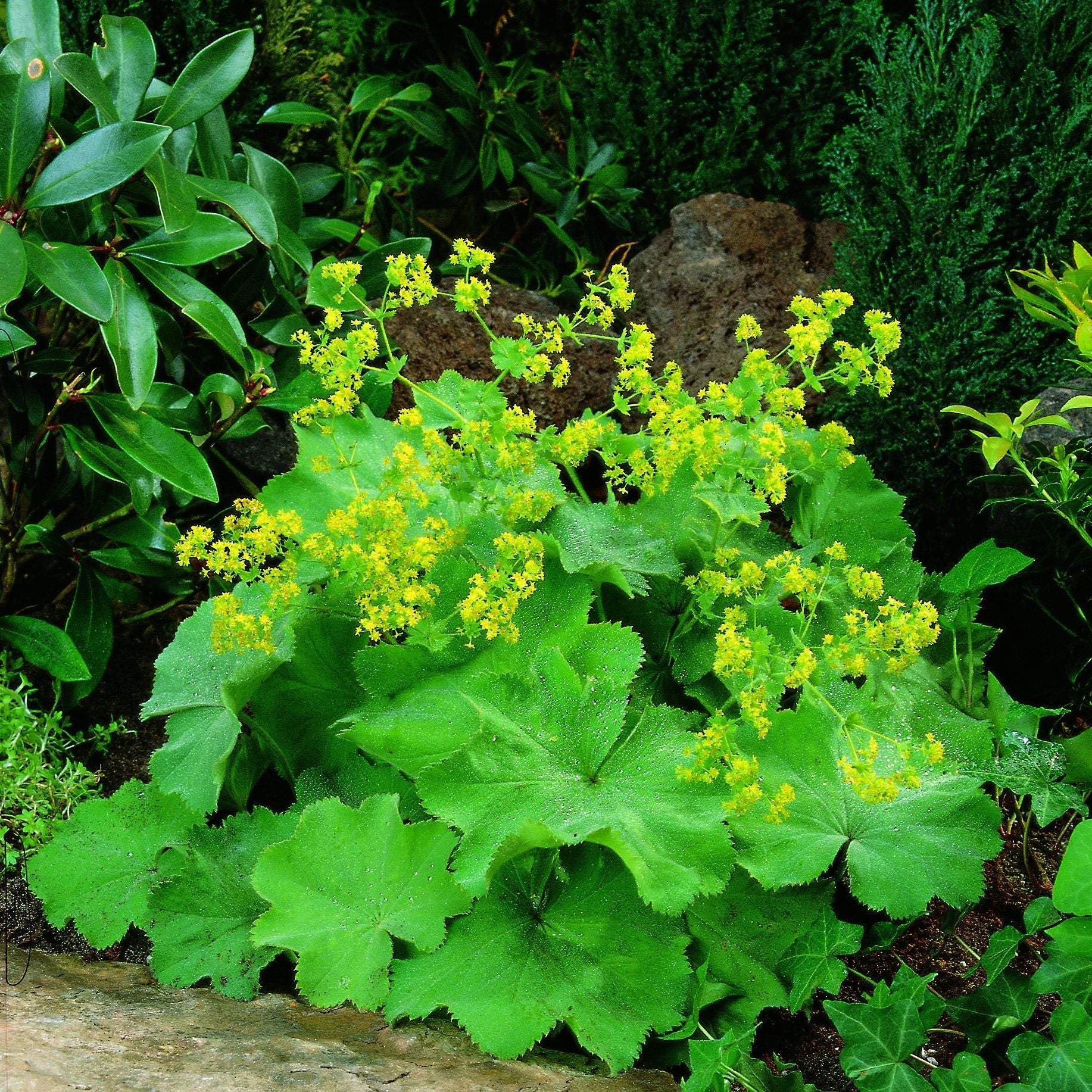 Løvefod, Alchemilla 'Robustica'