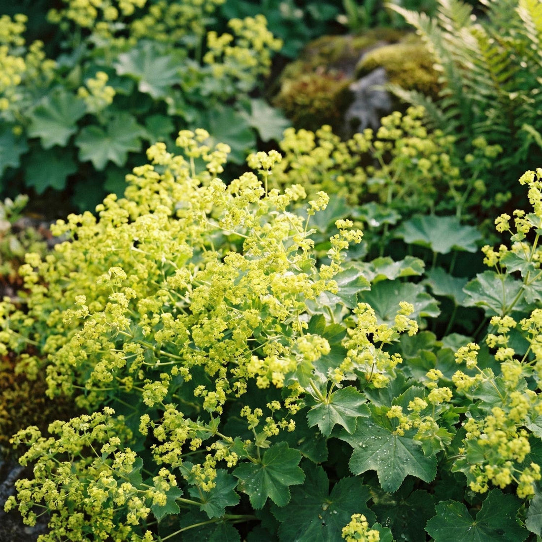 Løvefod, Alchemilla 'Robustica'