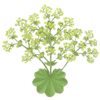 Løvefod barrodsplanter / Alchemilla